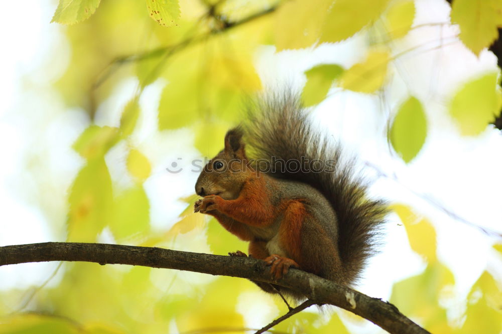 Similar – Curious squirrel