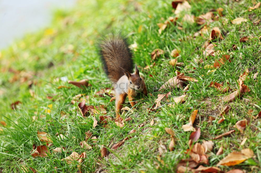 Similar – croissant Forest Squirrel