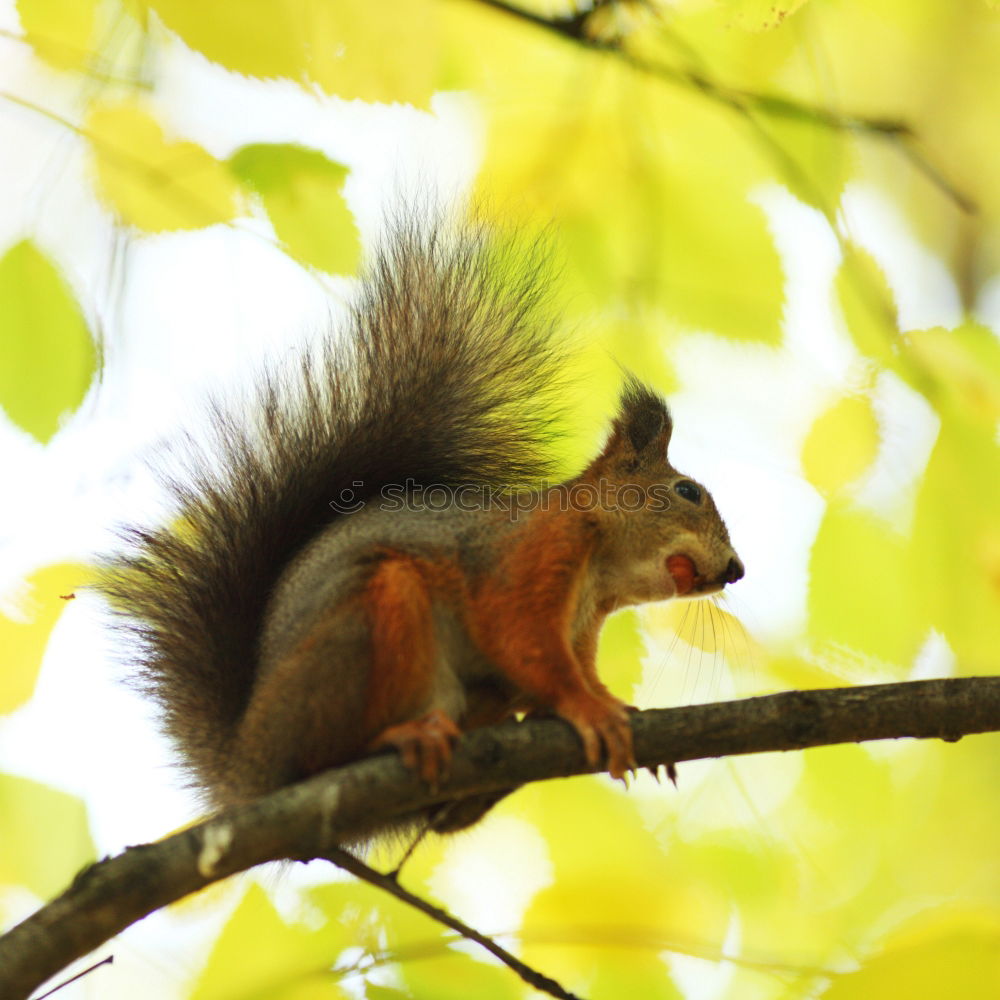 Similar – Curious squirrel