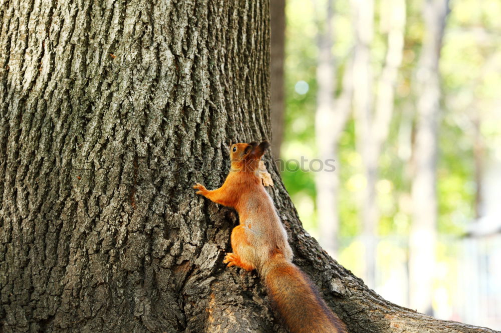 Similar – squirrels Environment