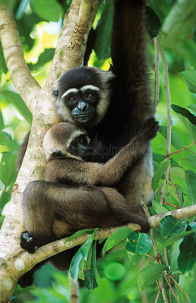 Similar – Image, Stock Photo Sloth in Costa Rica 2