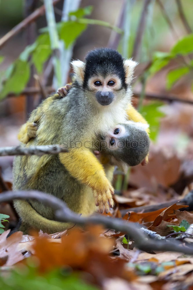 Similar – Image, Stock Photo Macaque mother with baby