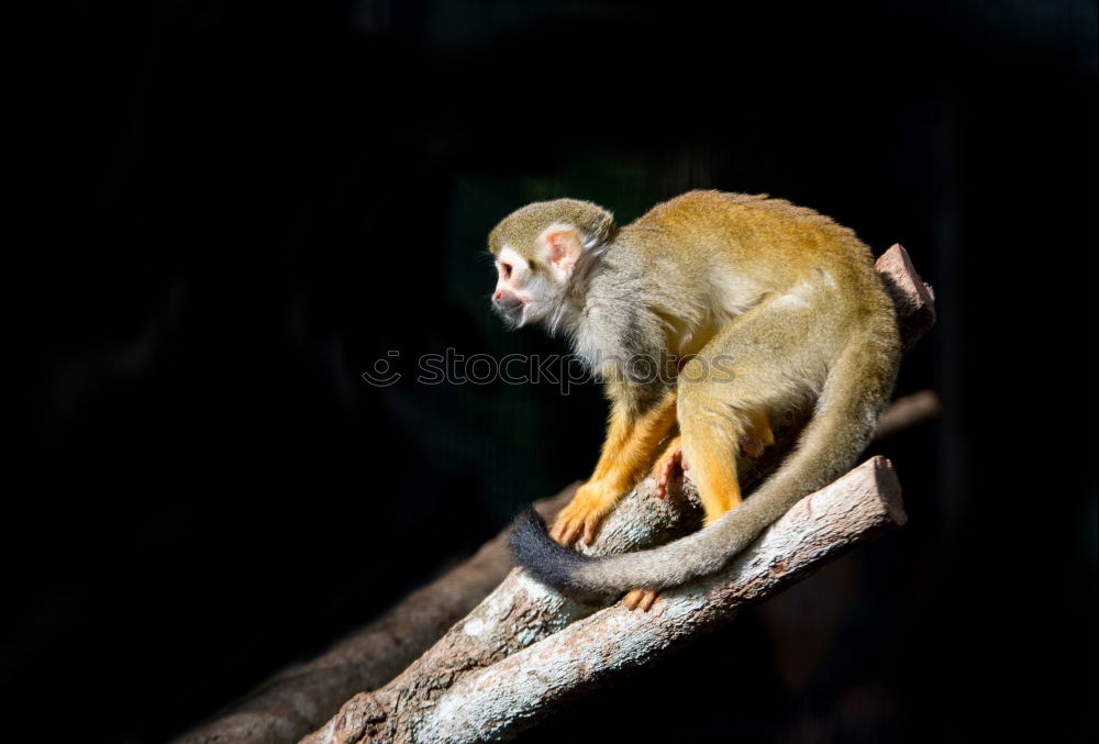 Similar – Image, Stock Photo A Wild Monkey Easts A Banana