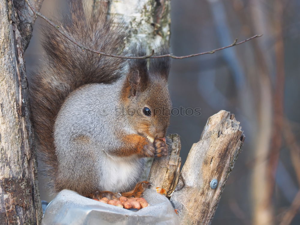 Similar – Nibbling squirrel in a tree