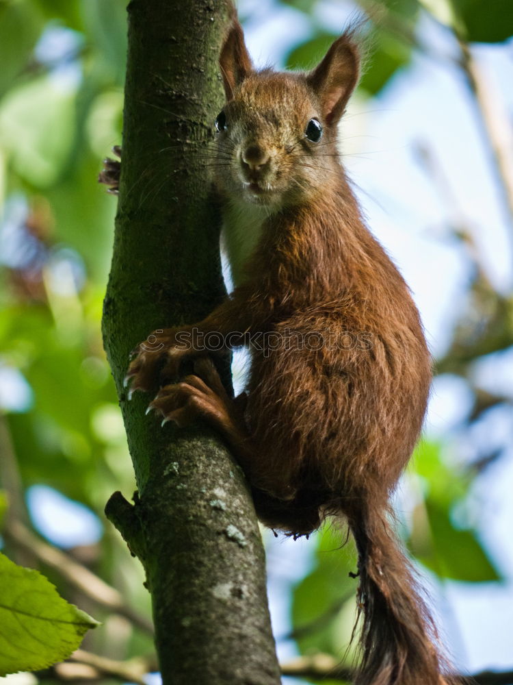 Similar – Image, Stock Photo Eating squirrel in a tree