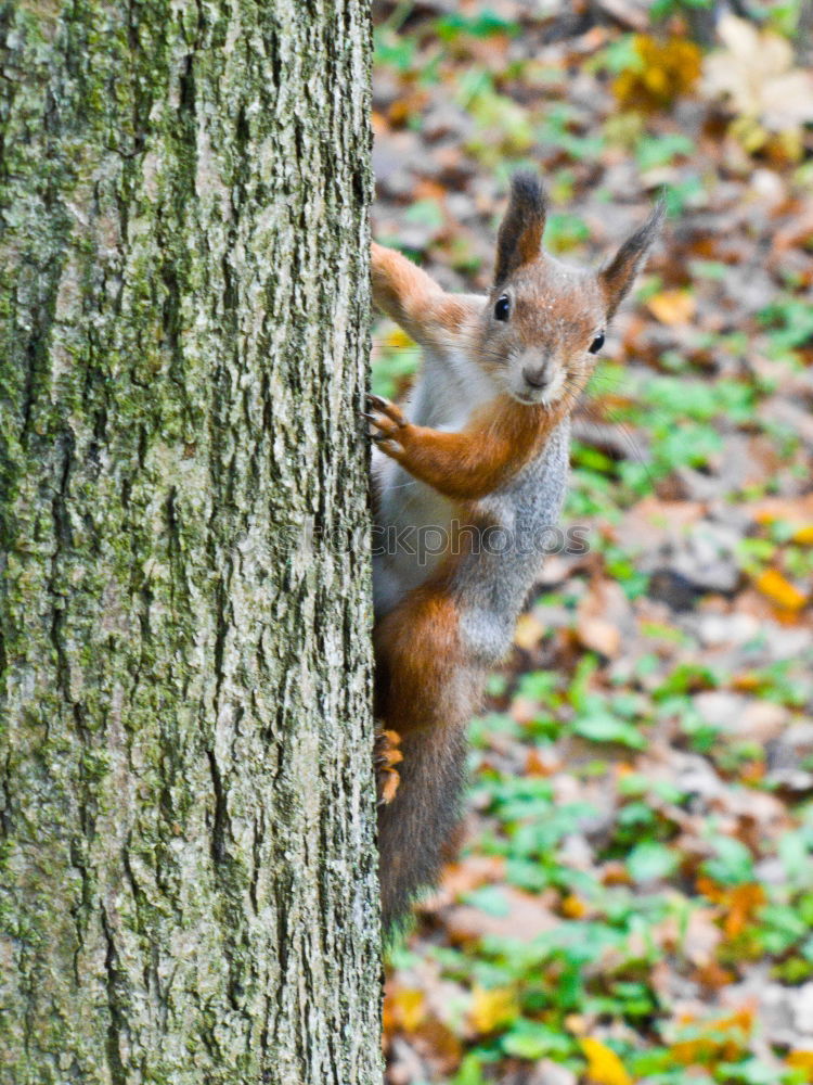 Similar – Lieblingstier: Eichhörnchen! Teil 6