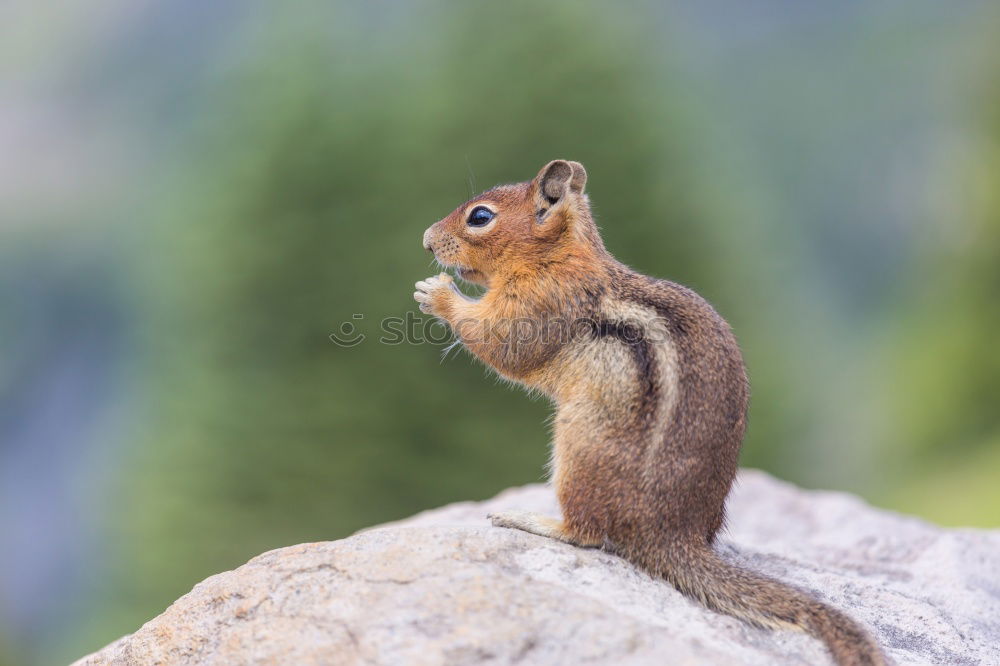 Image, Stock Photo Chipmunk Beautiful