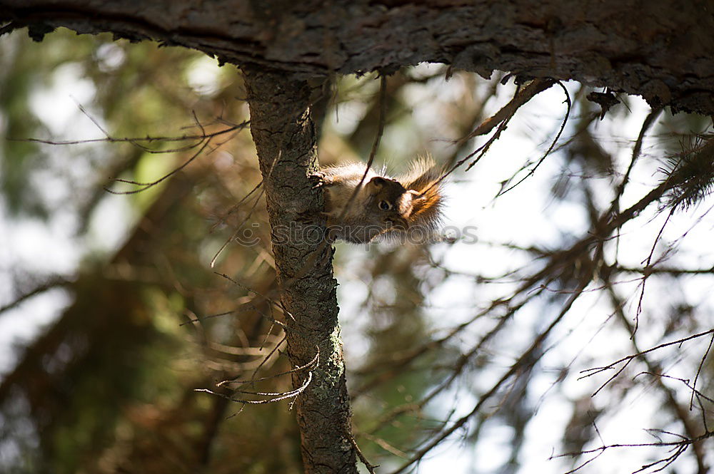 Image, Stock Photo Woodpecker building his nesting cave