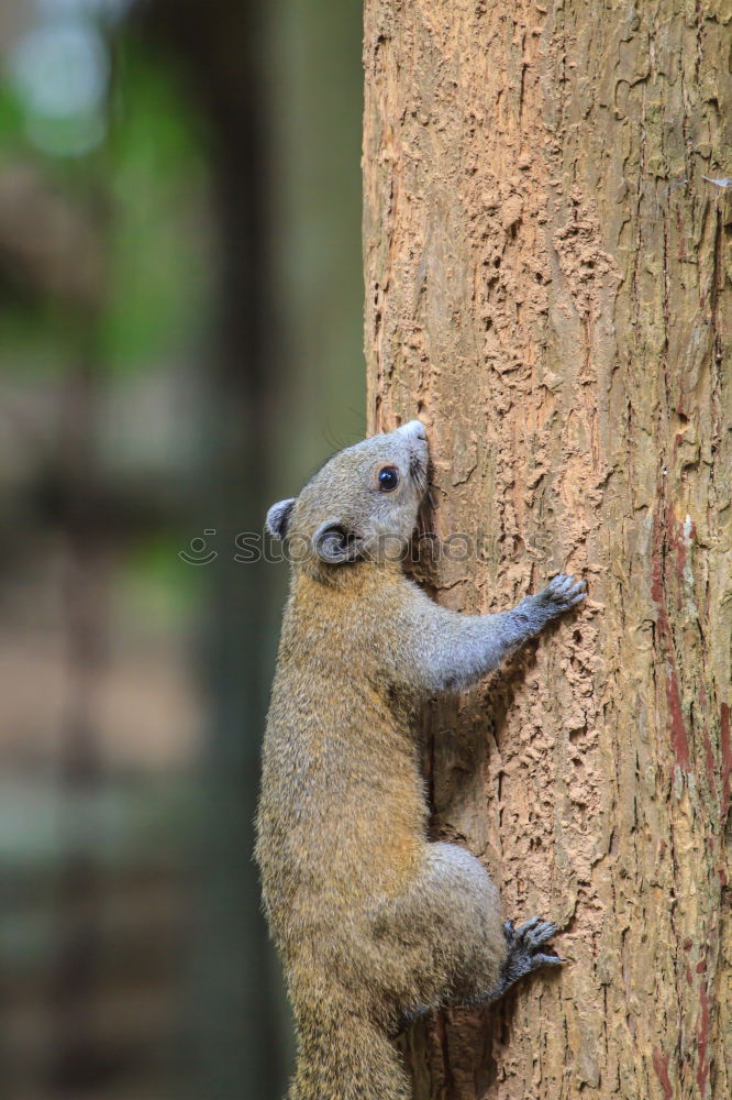 Similar – Mongoose Zoo Nature Animal