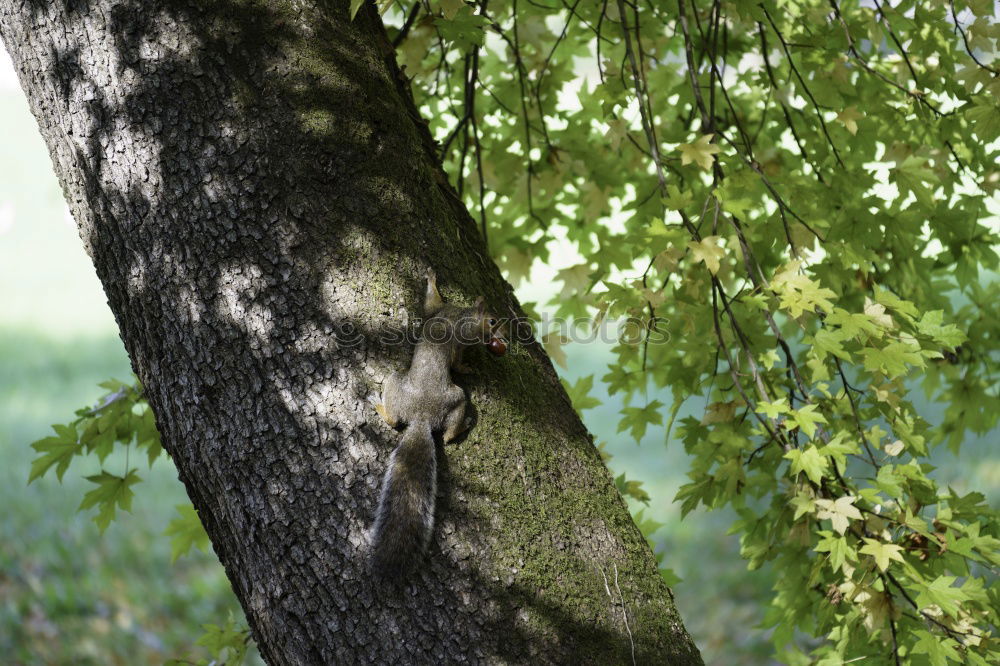 Similar – Curious squirrel in a tree