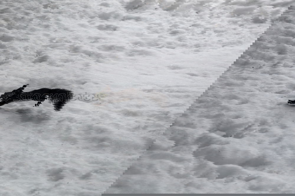 Foto Bild Let it snow! Schnee Katze