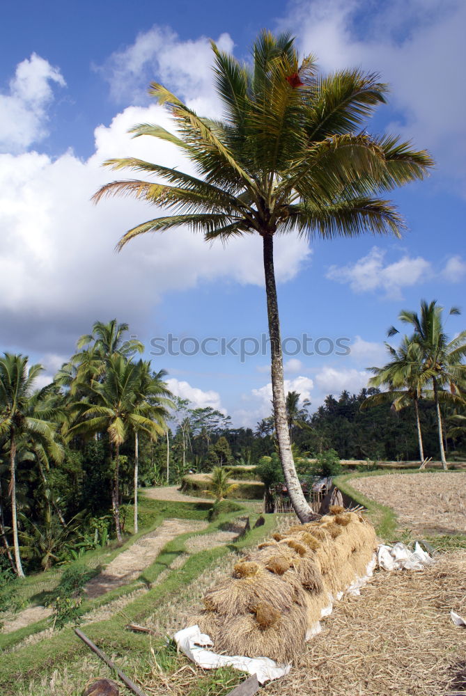 Similar – Bali Island Indonesia Asia