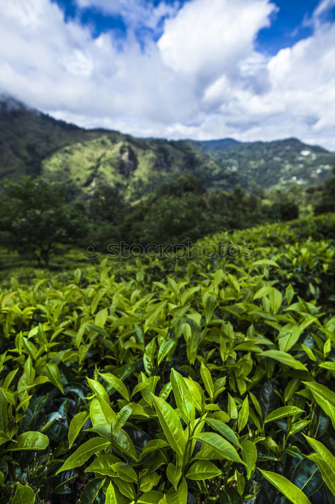 Similar – Image, Stock Photo good-morning tea