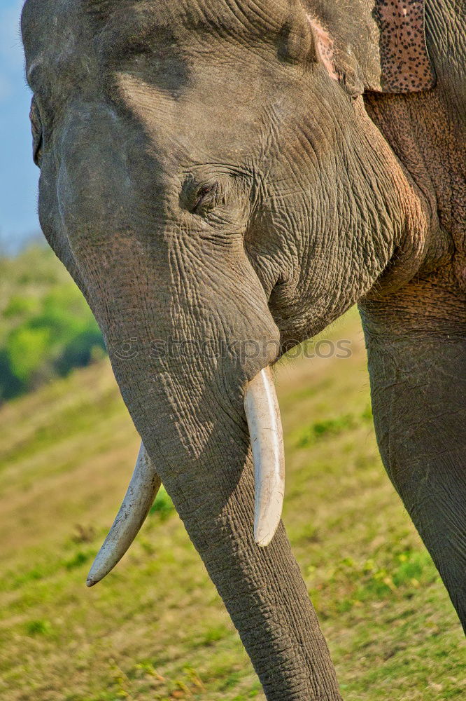 Similar – Laughing Elephant Tusk