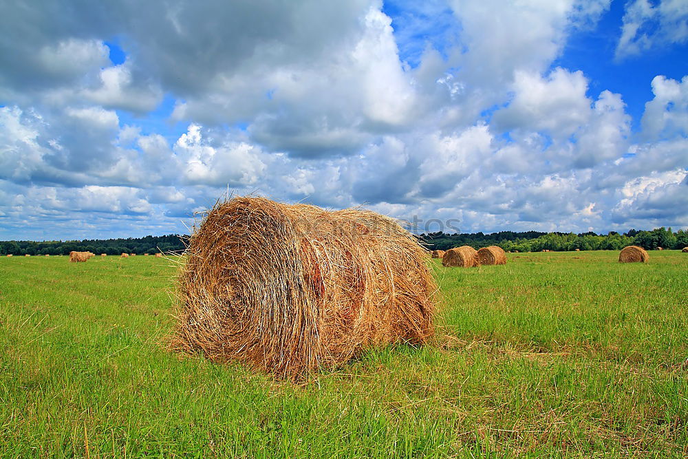 hay bales Straw Field