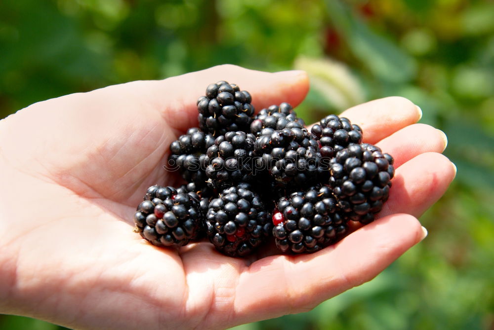 Image, Stock Photo Children’s hands holding blackberries