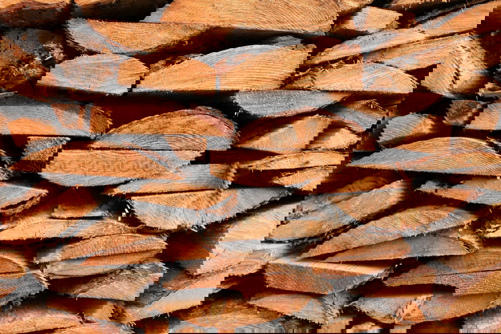 Similar – Foto Bild holzreich Baum Fichte