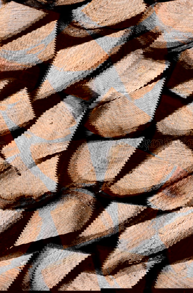 Similar – Foto Bild holzreich Baum Fichte