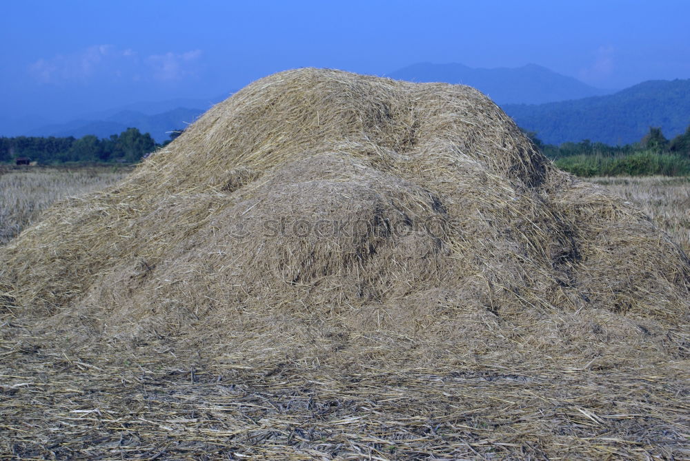 Similar – Bush in the wind Bushes