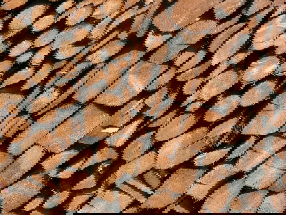 Similar – Foto Bild holzreich Baum Fichte
