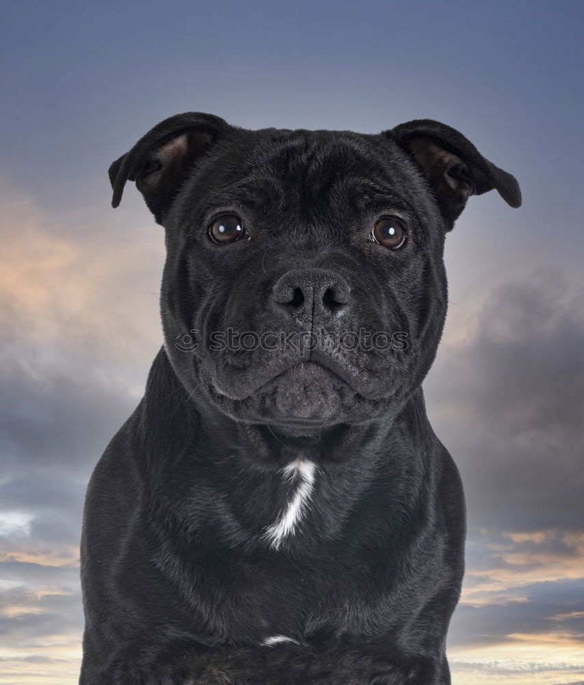 Similar – Image, Stock Photo Boston Terrier on the training ground