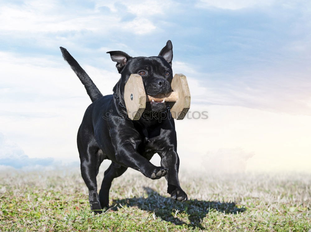 Similar – Image, Stock Photo Racing dog Paula in action