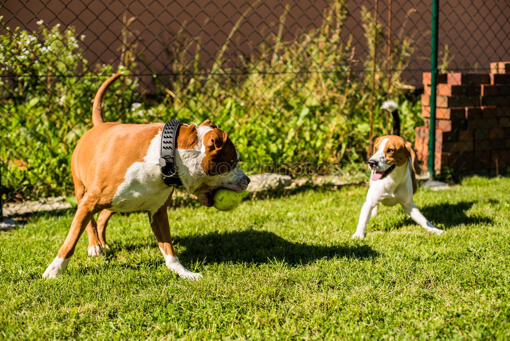 Similar – close up of two dogs playing on a hill. Boxer dogs.