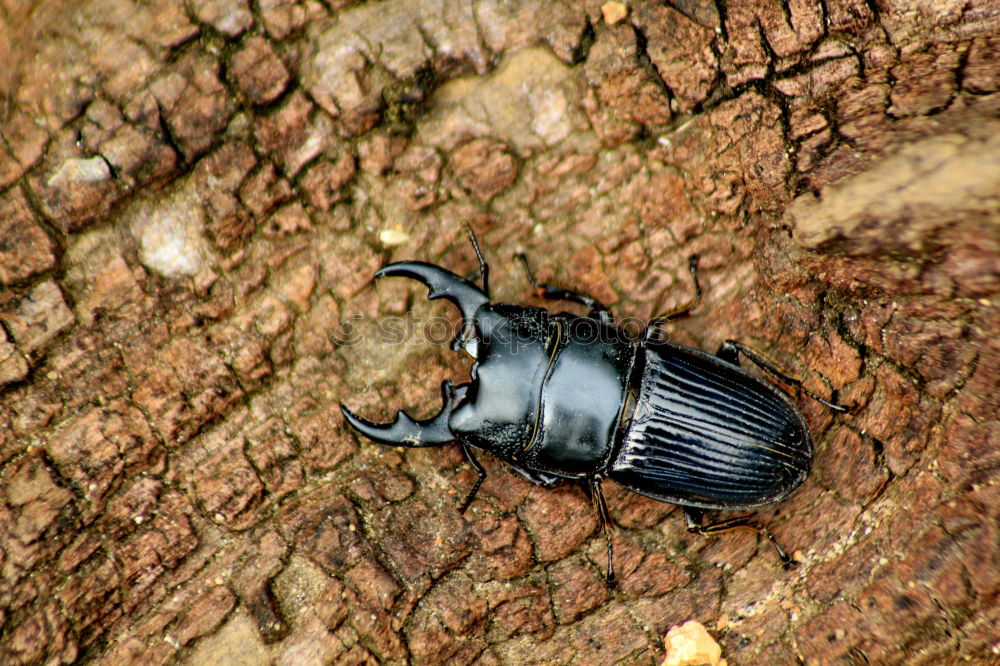 Similar – breakdancing Insect Animal