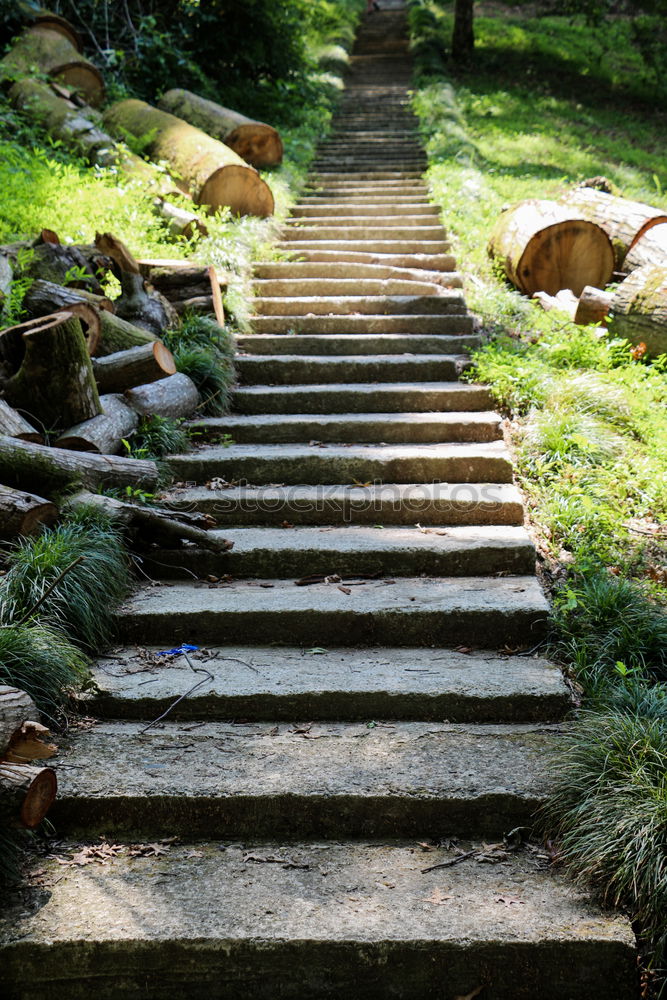 Similar – Image, Stock Photo Who Let The Dogs Out | Running Up That Hill