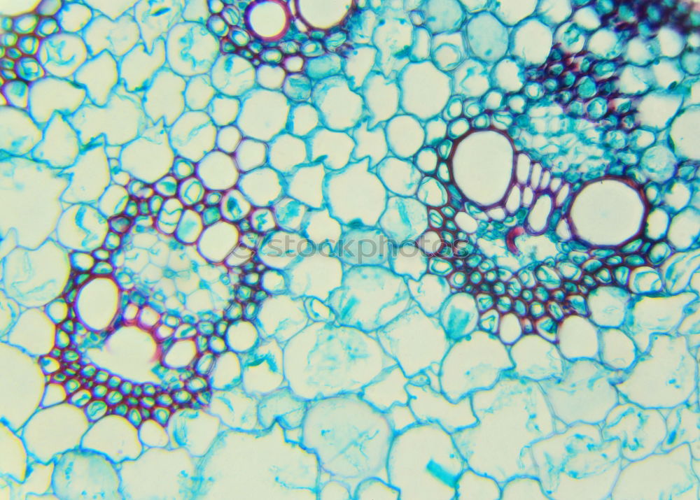 Image, Stock Photo Volvoxalga magnified approx. 100x in transmitted light