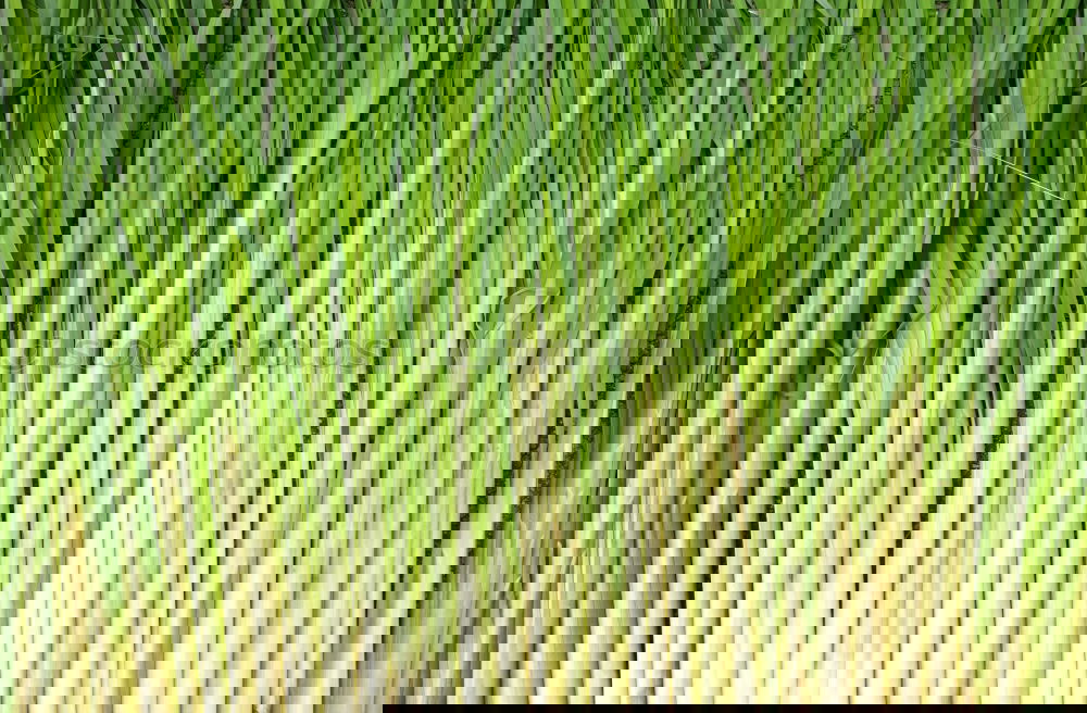 Similar – Image, Stock Photo FRESH ASPARAGUS Food