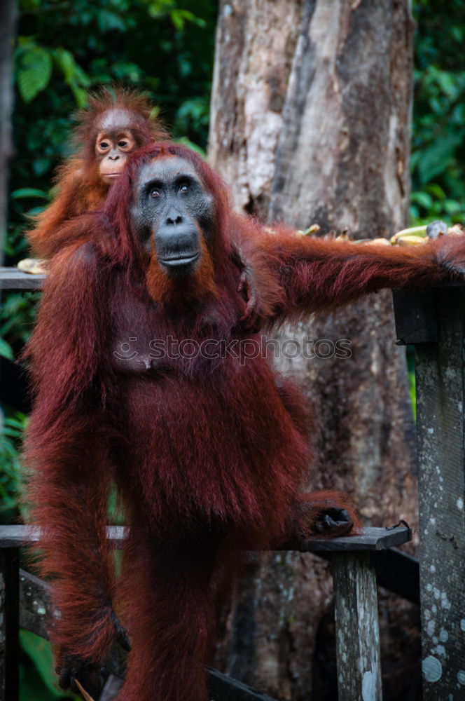 Similar – Image, Stock Photo World’s cutest baby orangutan snuggles with Mom in Borneo