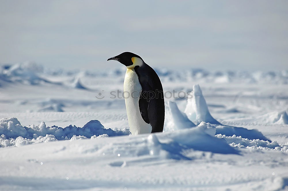 Similar – Flock of penguins walking on snow