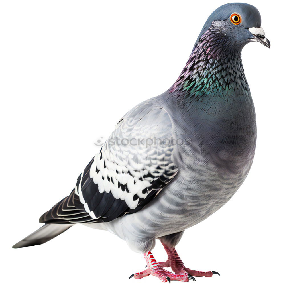 Similar – Image, Stock Photo Portrait of a wild dove