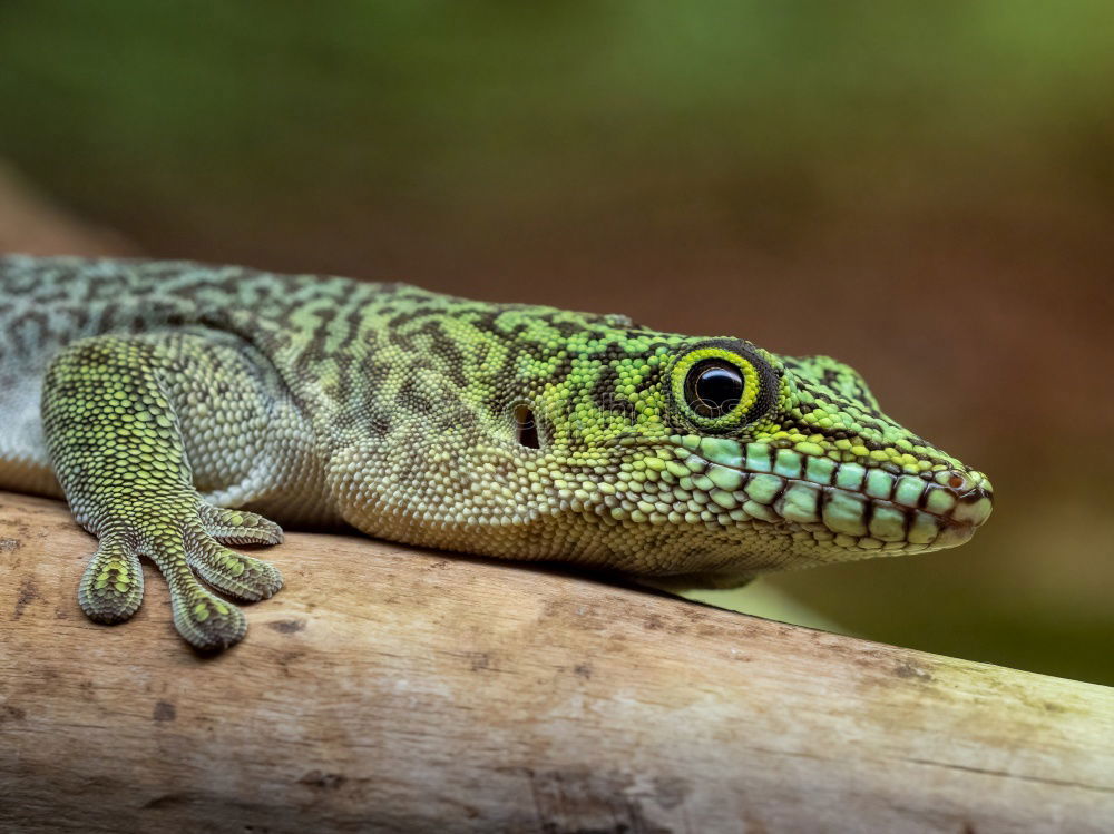 Similar – iguana Nature Wild animal