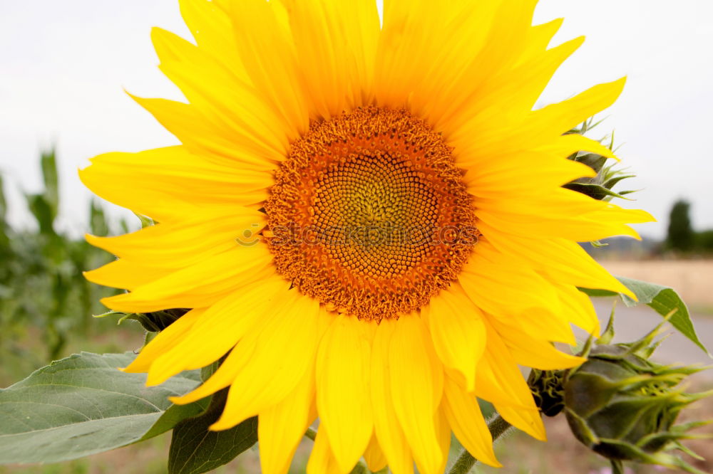 Similar – sunflower Beautiful Summer