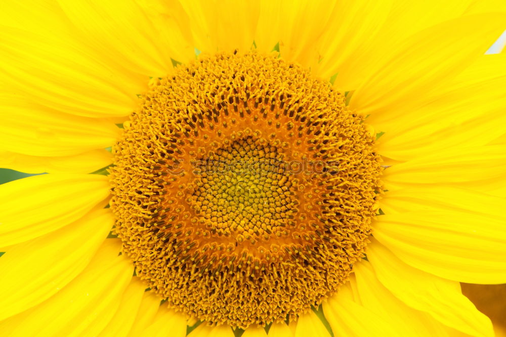 Similar – sunflower Beautiful Summer