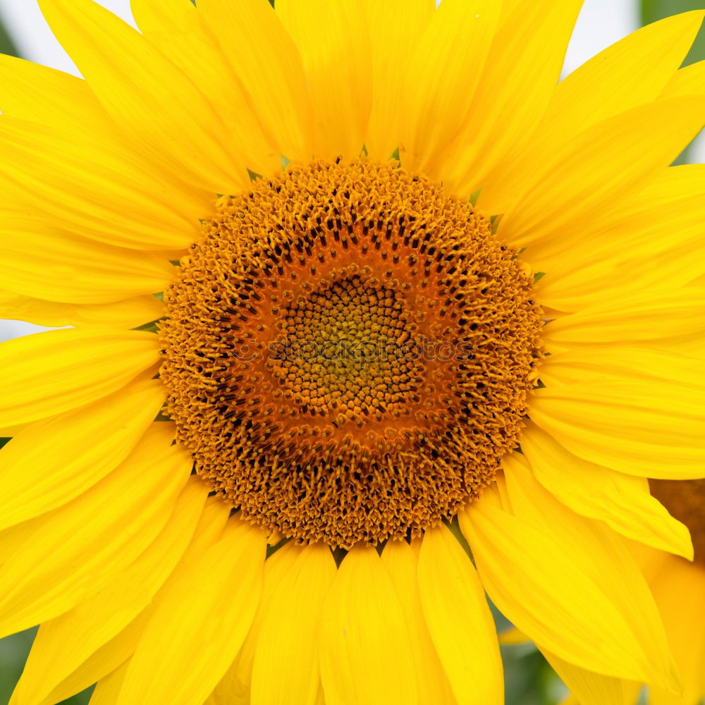 Similar – sunflower Beautiful Summer