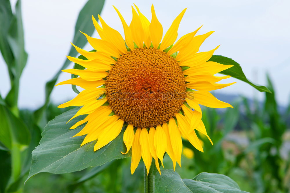 sunflower Beautiful Summer