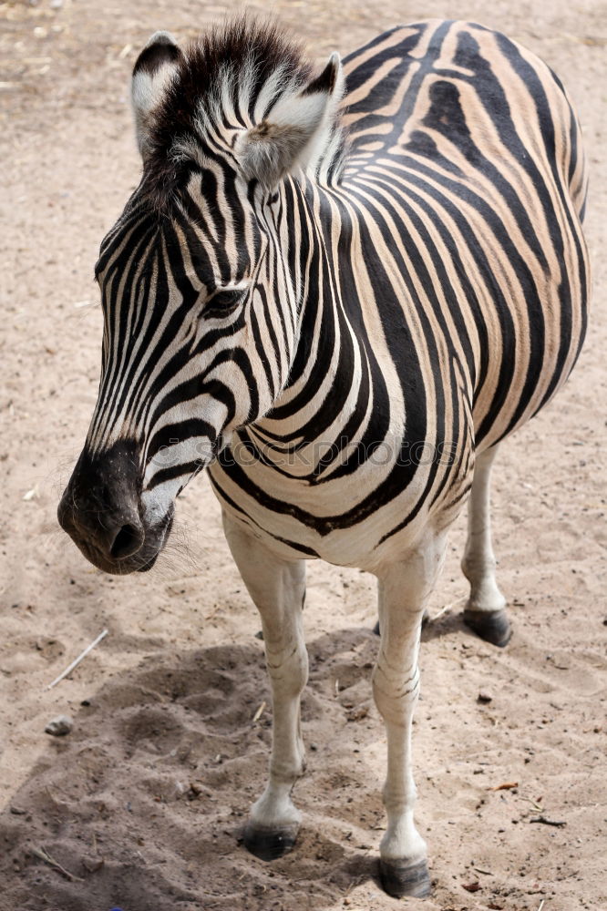 Similar – Wie macht das Zebra ?