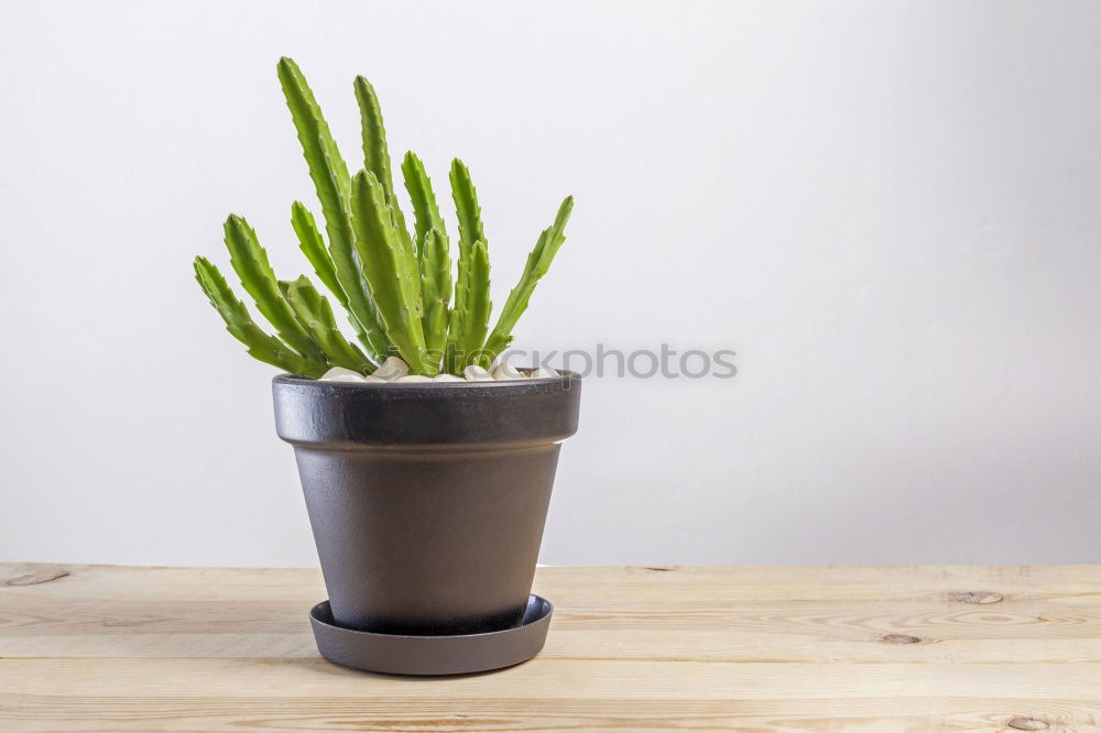 Similar – Image, Stock Photo cactus as houseplant with hanging leaves in a pot on the shelf at home