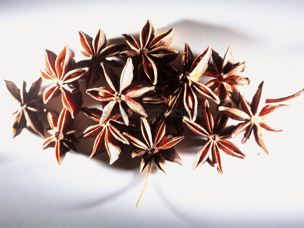 Similar – Star anise on brown background