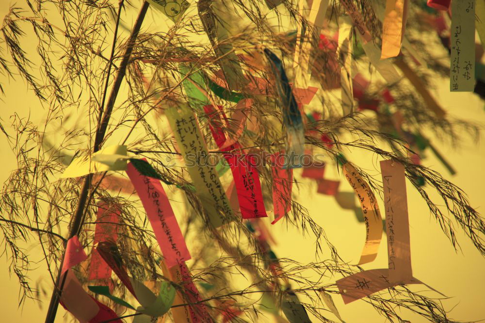 Similar – Foto Bild rotes im grün Wiese
