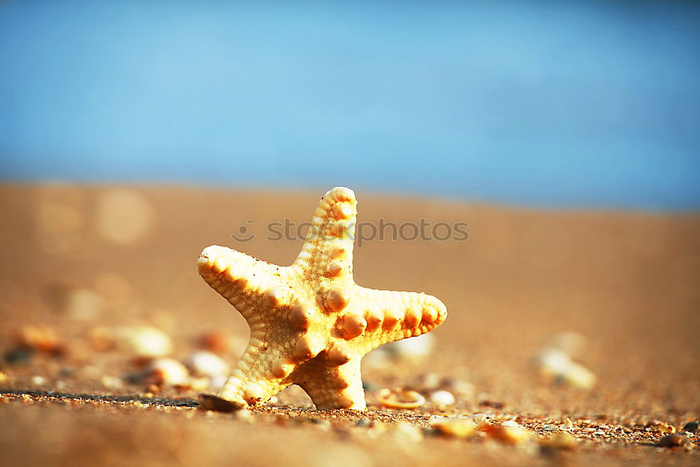 Similar – Image, Stock Photo Foam mermaid on the beach