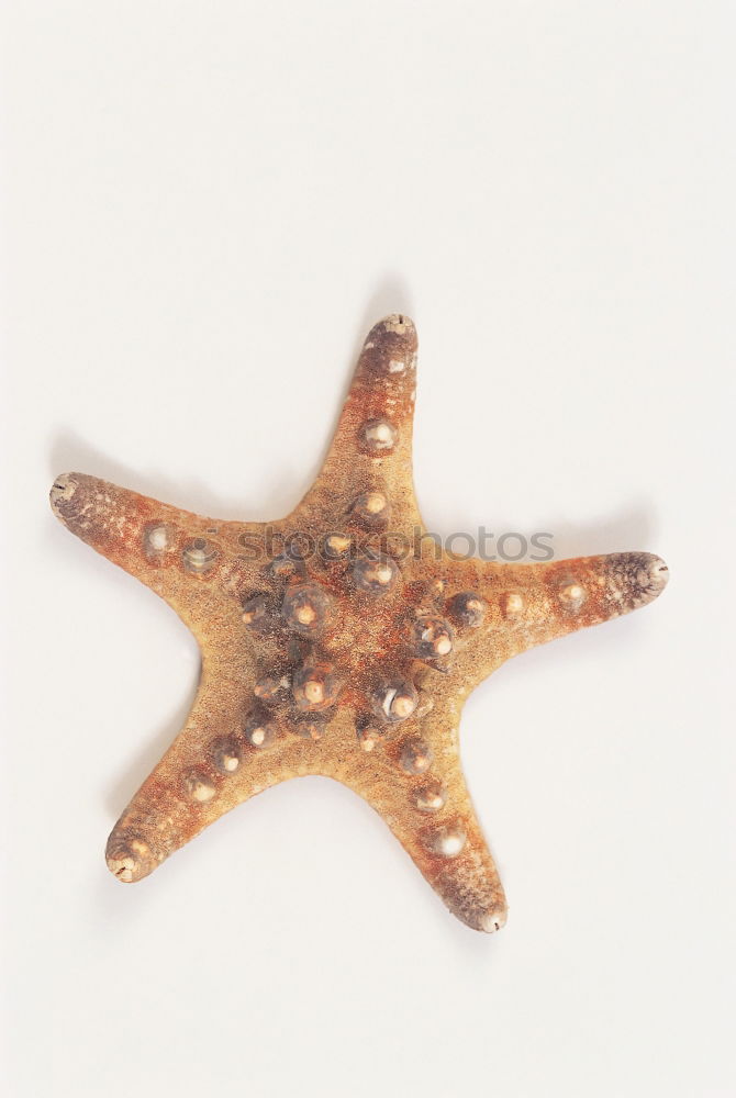 Similar – Foto Bild StarFish Seestern Meer