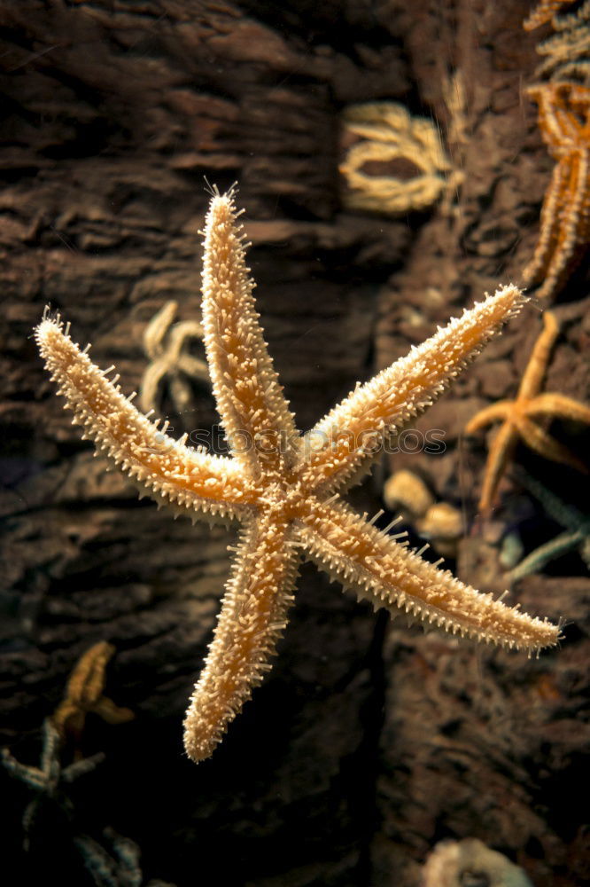 goldener Stern in silbernen Fäden