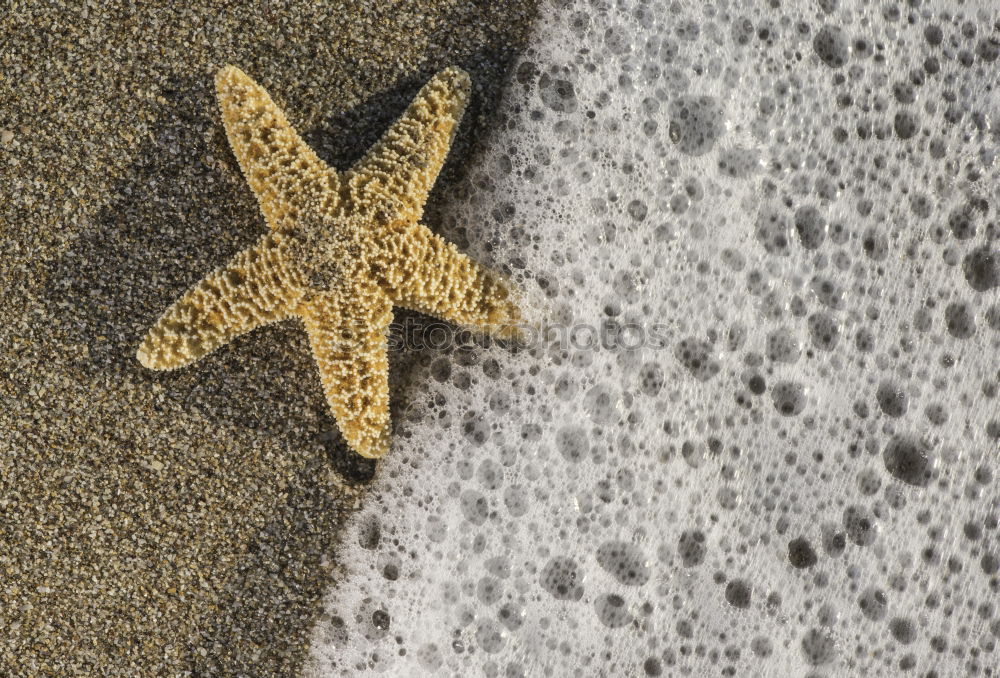 Similar – Image, Stock Photo Starfish into the waves