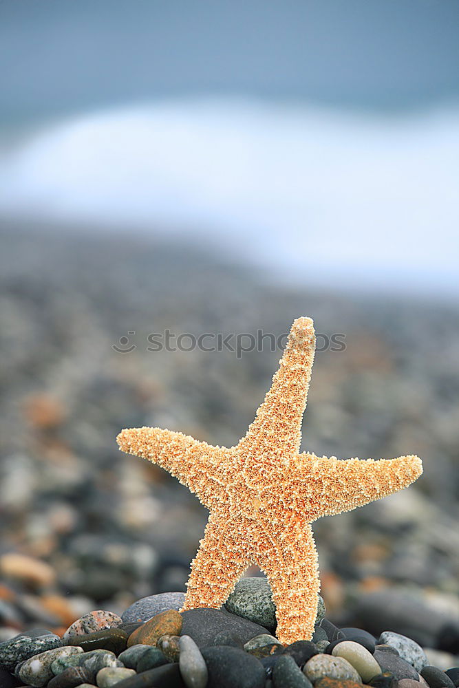 Similar – Image, Stock Photo Starfish into the waves