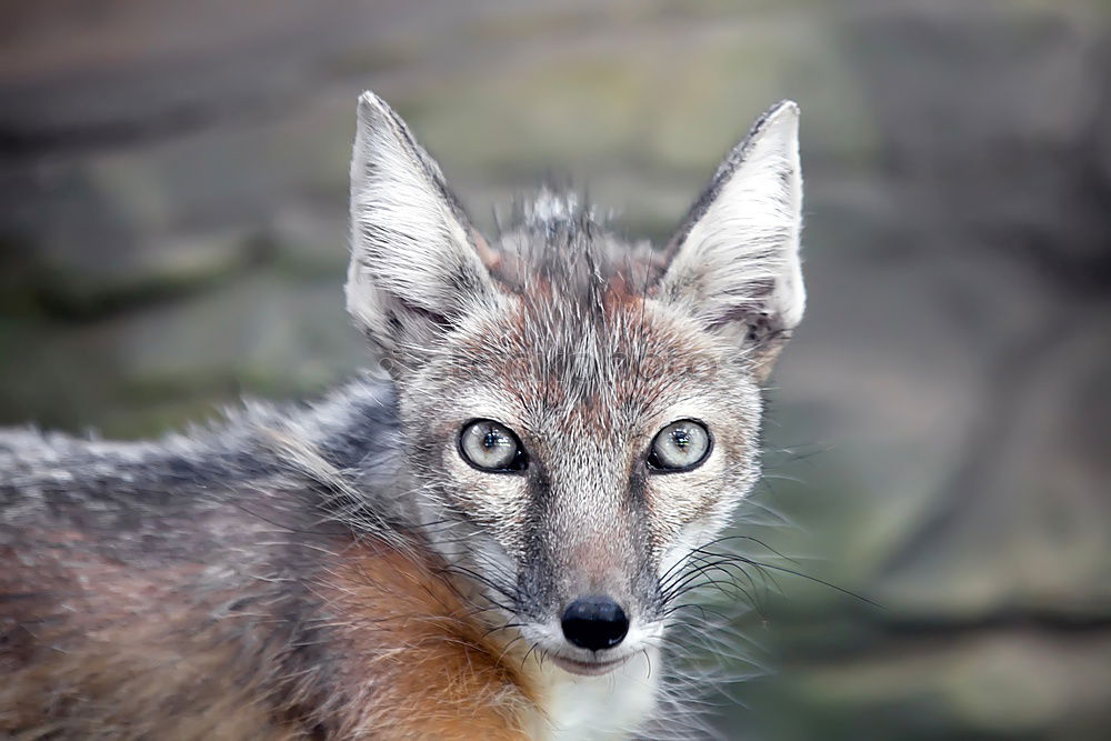 Similar – Image, Stock Photo inquisitiveness Wolf Snout