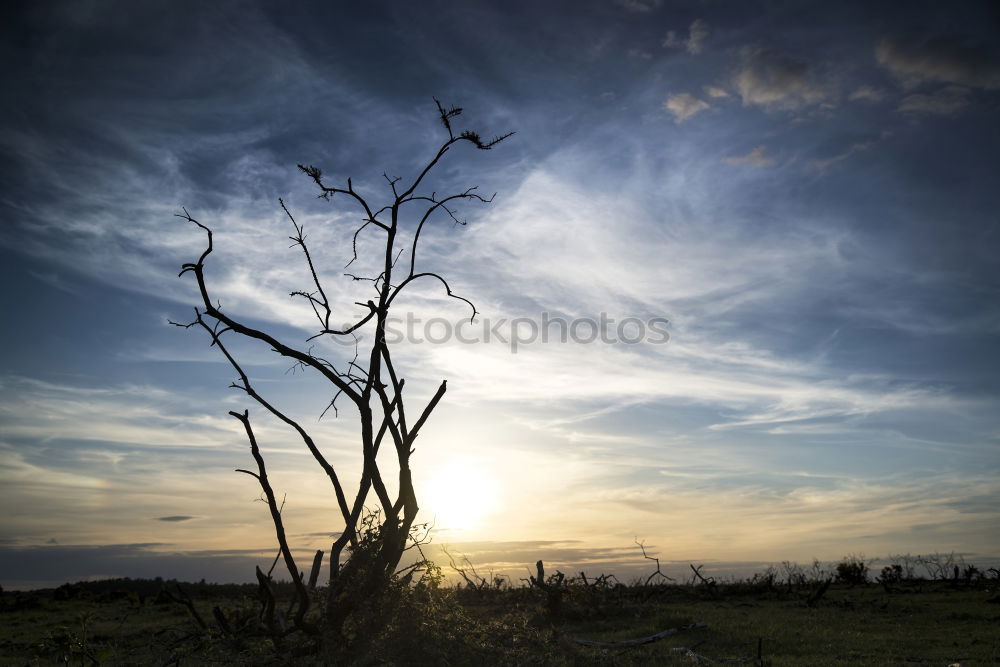 Similar – Image, Stock Photo Dunes in the sunset II